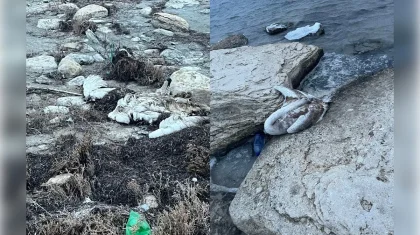 Гибель лебедей в Мангистау: экологи озвучили результаты проб воды