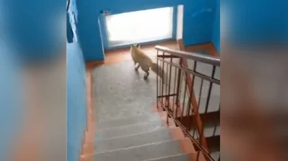 Дикая лиса забежала в подъезд многоэтажки в Рудном (ВИДЕО)