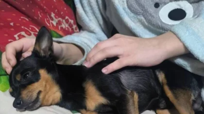 Школьница пострадала от прохожей, защищая свою собаку в Павлодаре