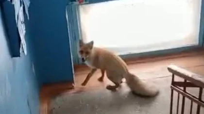 Дикая лиса забежала в подъезд многоэтажки в Рудном: животное погибло