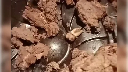 Требовал 2 млн за зуб в торте: покупателя обвинили в вымогательстве в СКО (ВИДЕО)