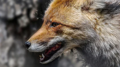 Лиса заразила бешенством коров в Восточно-Казахстанской области