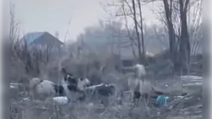 Стая собак едва не растерзала женщину в Алматинской области (ВИДЕО)