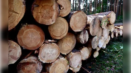 Незаконную рубку деревьев выявили в лесхозах Костанайской области