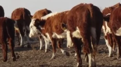 Вспышка вирусных заболеваний в Атырауской области: заражены сотни голов КРС