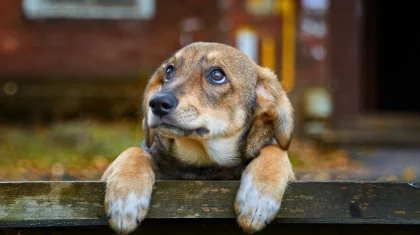 Окровавленные мешки с останками собак обнаружили у заброшенного завода в Караганде (ВИДЕО)