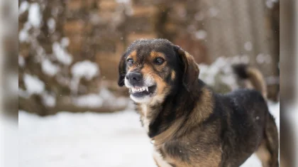 Стая собак едва не загрызла женщину в Алматинской области: их хозяин игнорировал жалобы жителей