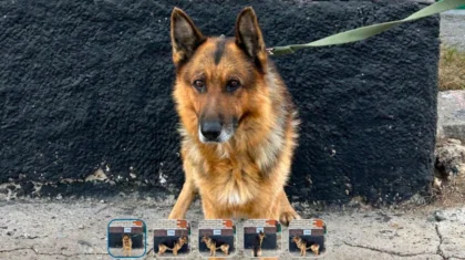 Служебных собак из Костанайской области скупили на торгах