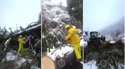 Огромное дерево обрушилось на горную дорогу между Медеу и Шымбулаком