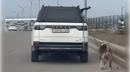 Водитель привязал собаку к машине и протащил по дороге в Алматы (ВИДЕО)