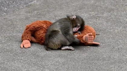 Мать отвернулась, а плюшевый друг стал утешением: как детеныш макаки Панч стал звездой соцсетей