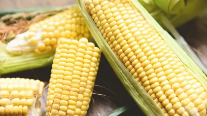 Диверсификация посевных: китайские ученые помогут Казахстану культивировать кукурузу