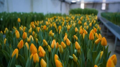 Тюльпаны зацвели на юге Казахстана (ФОТО, ВИДЕО)