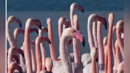 В Актау прилетели фламинго (ВИДЕО)