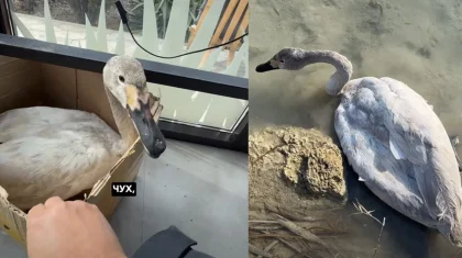 Краснокнижного лебедя-кликуна спасли в Актау (ВИДЕО)