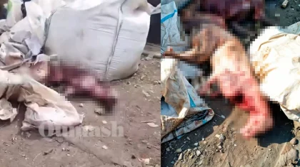 С них содрали шкуры: освежеванные туши собак выбросили на помойку в Алматы (ФОТО)