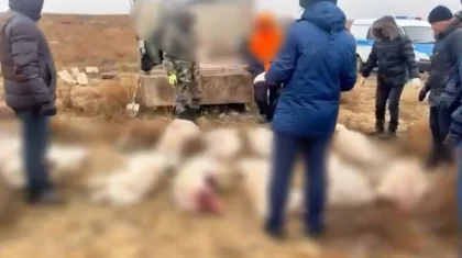 Браконьеров с 14 тушами сайгаков задержали в степи Актюбинской области (ВИДЕО)