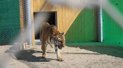 В Казахстан привезут ещё несколько амурских тигров для восстановления популяции
