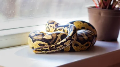 Трехметрового питона изъяли в доход государства у жительницы Атырау