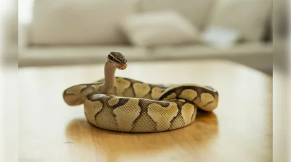 16 змей выползли из-под пола в доме в ЗКО