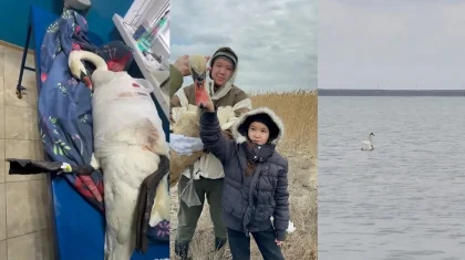 В Актау спасли лебедя со сломанным крылом и вернули в озеро