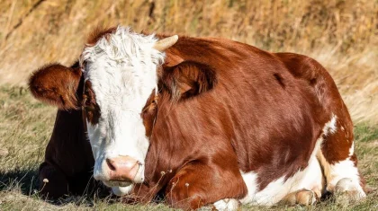 Аферу с сельхозсубсидиями на десятки миллионов провели в Туркестанской области