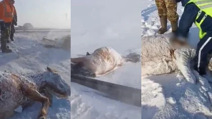 Поезд сбил табун лошадей в Акмолинской области