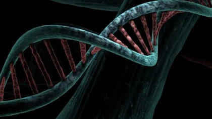 Массовый ДНК-тест из-за нераскрытого убийства проведут в одном из городов Германии