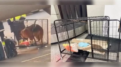 Девушку с собакой сняли с рейса Алматы – Актау