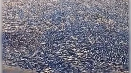 Массовый мор рыбы произошел в Западно-Казахстанской области (ВИДЕО)