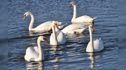 На берегу Каспия найдены десятки мертвых лебедей