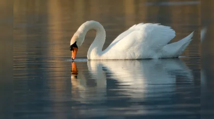 Гибель лебедей на побережье Актау: специалисты прокомментировали ситуацию