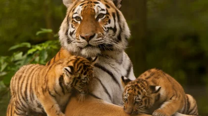 Тройня амурских тигрят родилась в зоопарке Алматы