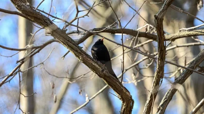Теплая погода без осадков ожидается в Казахстане 28 марта