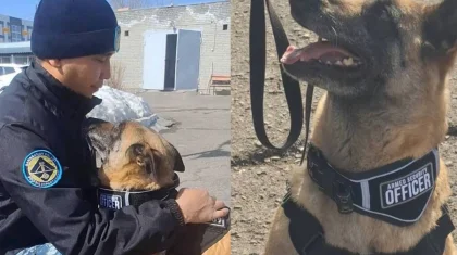 Полицейскую служебную собаку Берту проводили на пенсию в Караганде