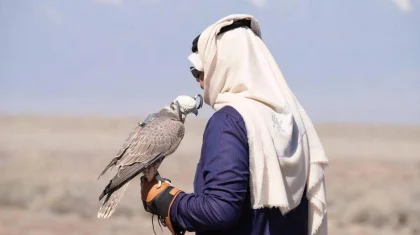 Краснокнижного сокола-балобана торжественно выпустили на свободу в области Жетысу