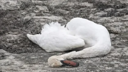 Почему погибли лебеди в Мангистау: первые выводы экологов