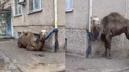 Верблюда «припарковали» у многоэтажки в Актау (ВИДЕО)
