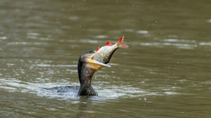 Съедают до 5 тонн рыбы в сутки: отстрел бакланов начнут в Павлодарской области
