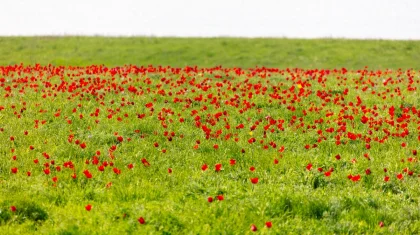Краснокнижные тюльпаны Грейга расцвели в Туркестанской области