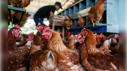 Рабочий получил ожоги при хлопке газа на птицефабрике в Акмолинской области