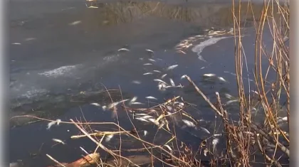 Мор рыбы напугал жителей дачного района в Петропавловске