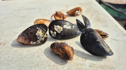 Крупные мидии в Каспийском море удивили жителей Актау: что говорят эксперты