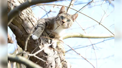 Мужчина погиб, пытаясь снять кота с дерева в Павлодаре