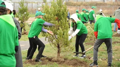 «Таза Қазақстан»: больше 550 тысяч зеленых насаждений высадят в Алматы в 2026 году