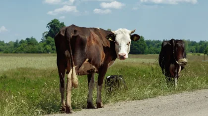 Хищение 2,5 млрд тенге сельхозсубсидий: 30 фигурантам громкого дела вынесли приговор в Костанае