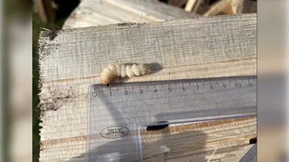 Карантинного вредителя в российских пиломатериалах выявили в Акмолинской области