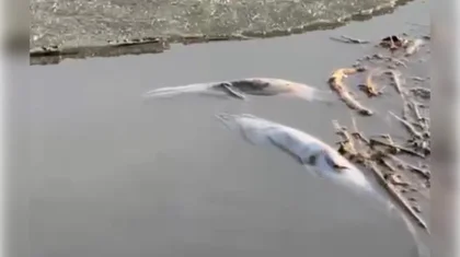 На озерах Северо-Казахстанской области массово гибнет рыба