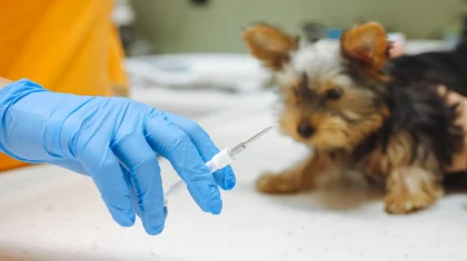 Ошибочная эвтаназия животных под контролем: депутат рассказал, что изменит новый закон