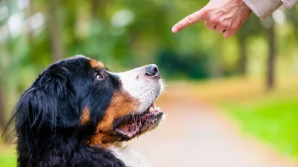 Хозяев собак будут строже наказывать в Казахстане: за выгул без контроля усилят ответственность